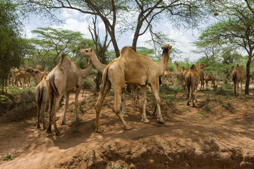 A herd of camels (Camelus dromedarius) in the shade of Acacia trees, Kajiado County, Kenya