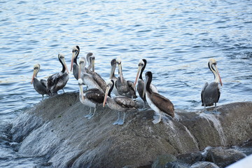 Pelicans 2