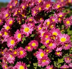 Fototapeta premium flowers in the garden,bouquet,chrysanthemum,pink,nature,petal,beauty