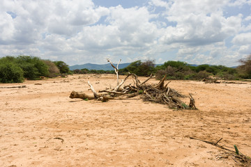 A dry dusty river bed with tree branches on it, Kajiado County, Kenya, East Africa