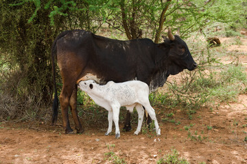 A mother Boran cow with juvenile bursing from it, Kenya, East Africa