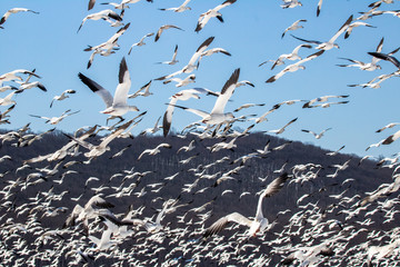 A large flock of Snow Geese circle a lake during the spring migration.