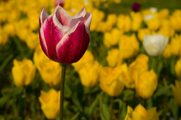 Fototapeta premium beautiful pink tulip among yellow tulips