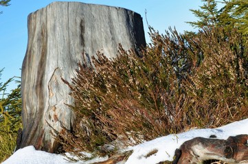 Baumstumpf
