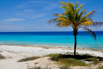 Fototapeta na wymiar Caribbean beach with green palm tree in the right