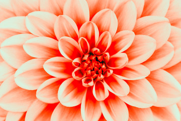  Defocused coral dahlia petals macro, floral abstract background. Close up of flower dahlia for background, Soft focus.