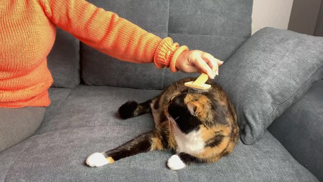 cat sits on a gray sofa and bites, a woman who combes her hair, the concept of pet care
