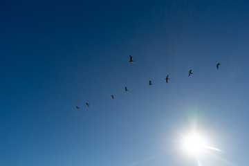 Flying Pelicans