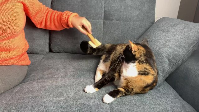 cat sits on a gray sofa and bites, a woman who combes her hair, the concept of pet care