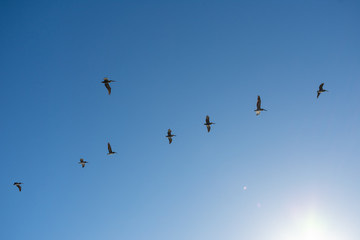 Flying Pelicans