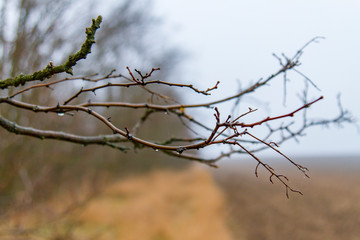 Fototapeta na wymiar tree with dew drops