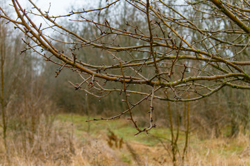  tree with dew drops