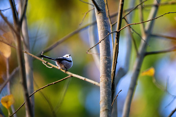 Longtailed-tit in autumn forest