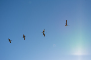 Flying Pelicans