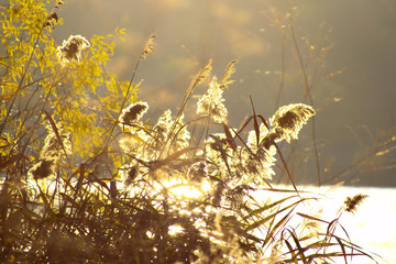 Wide shot on vegetation silhouette. Pampas grass and reeds at the edge of the water.