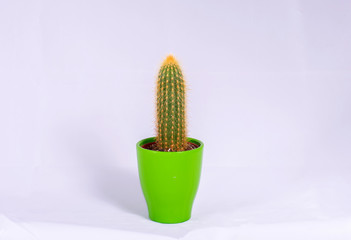 cactus plant in green pot on white