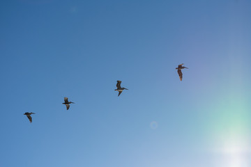 Flying Pelicans