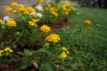 Bright yellow flower in a small garden