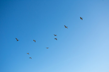 Flying Pelicans