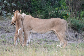 Fototapeta na wymiar Lioness with cub