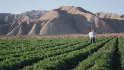 Farmer far away, carrying crate of fruit through field