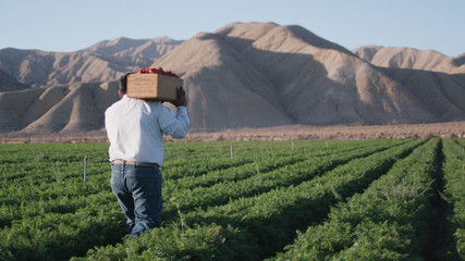 Fototapeta premium Farmer carrying wooden crate of strawberries through field
