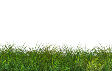 Obraz premium Green fresh grass naturally on isolated white background, 3d rendering