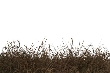 dry grass  isolated on white background,