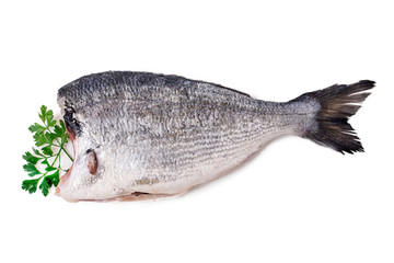fresh sea bream fish isolated on white background