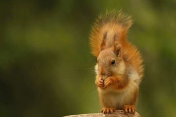 A red squirrel (Sciurus vulgaris) also called Eurasian red sguirrel sitting in branch in a green forest. © Honza Hejda