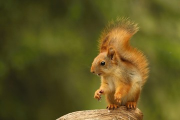 A red squirrel (Sciurus vulgaris) also called Eurasian red sguirrel sitting in branch in a green forest. © Honza Hejda
