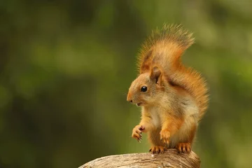 Fototapeten Ein rotes Eichhörnchen (Sciurus vulgaris), auch eurasisches rotes Eichhörnchen genannt, sitzt in einem Ast in einem grünen Wald. © Honza Hejda