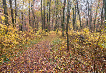 Herbst, Laub, Spazieren, Novemder