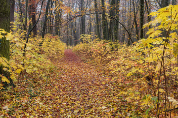 Herbst, Laub, Spazieren, Novemder