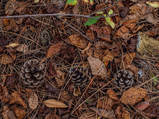 pine cones in autumn foliage on the ground in the forest