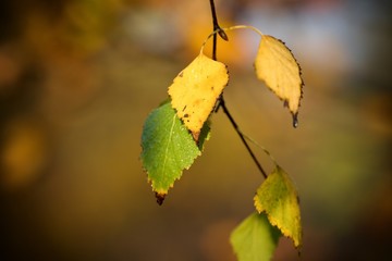 Close up of leaves of white birch in Danubian forest in autumn morning, Slovakia, Europe
