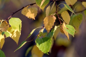 Close up of leaves of white birch in Danubian forest in autumn morning, Slovakia, Europe