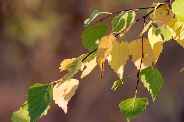 Close up of leaves of white birch in Danubian forest in autumn morning, Slovakia, Europe