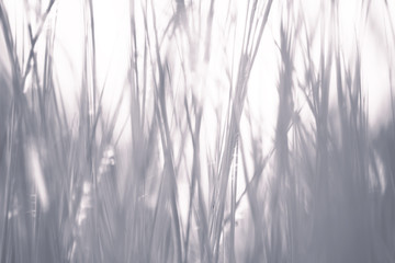 abstract shadow of grass on white background