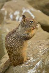 Squirrel eating a nut