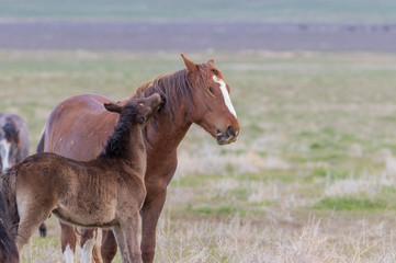 Wild Horse Mare and Cute Foal in the Utah Desert