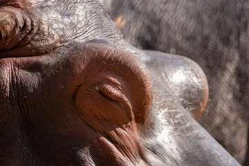 Schlafendes Flußpferd Augen closeup Portrait bei Sonne