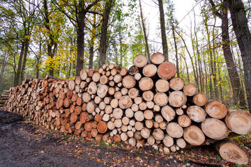 Wood logs from forest stacked on a pile for commerce.
