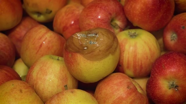 One rotten spoiled apple with mold after disease on background of colorful vitamins close up. Fresh harvest for fruit production in food industry