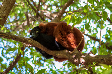 lemur pelirrojo subido a un árbol