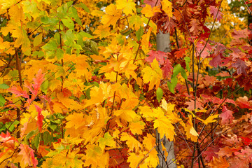 Naklejka na ściany i meble Closeup of colorful leaves during the Autumn season.