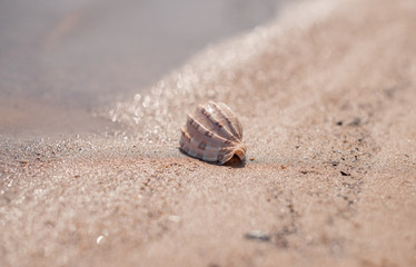 Seashell on the sandy shore. Bokeh. Beach