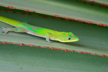 gecko vert