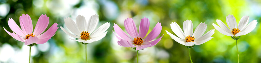 Obraz premium image of beautiful flowers on blurry green background. Horizontal image