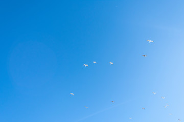 Flying Seagulls